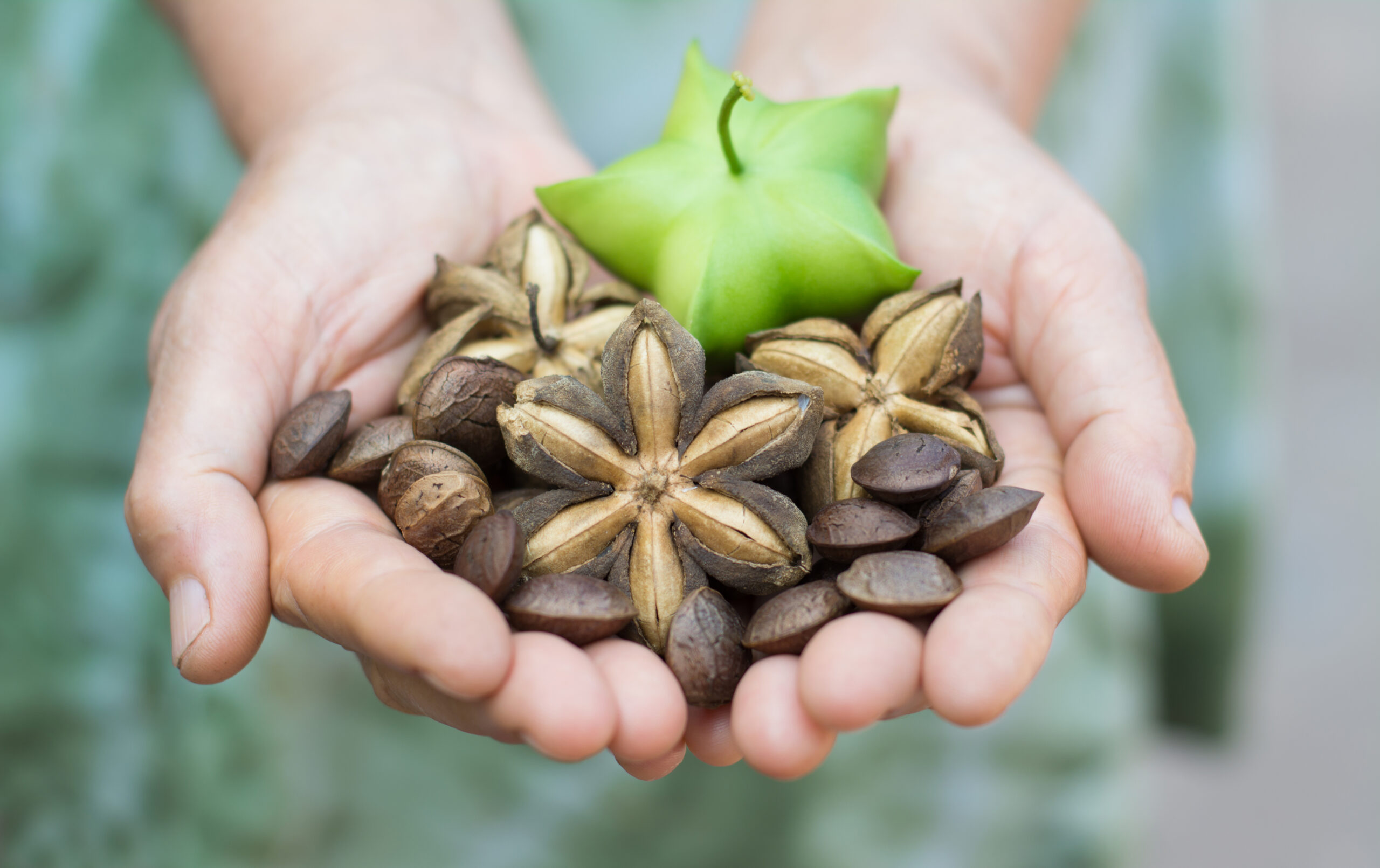Image of sacha inchi peanut seed in hands